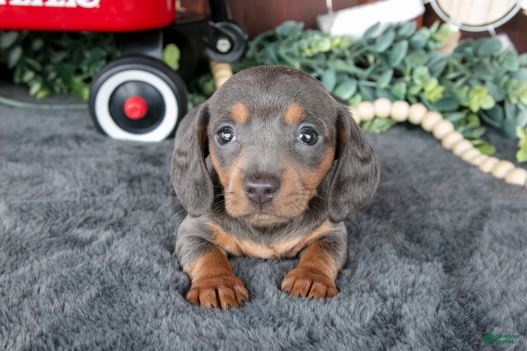Miniature Dachshund dogs for sale: Bonnie - Ad 2