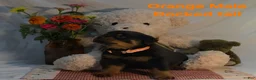 Rottweiler dogs for sale: Orange - Ad 2