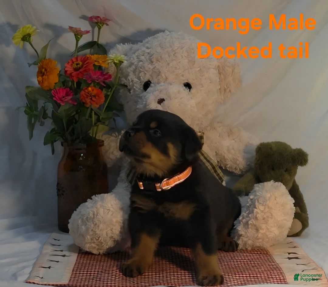 Rottweiler dogs for sale: Orange - Ad 2
