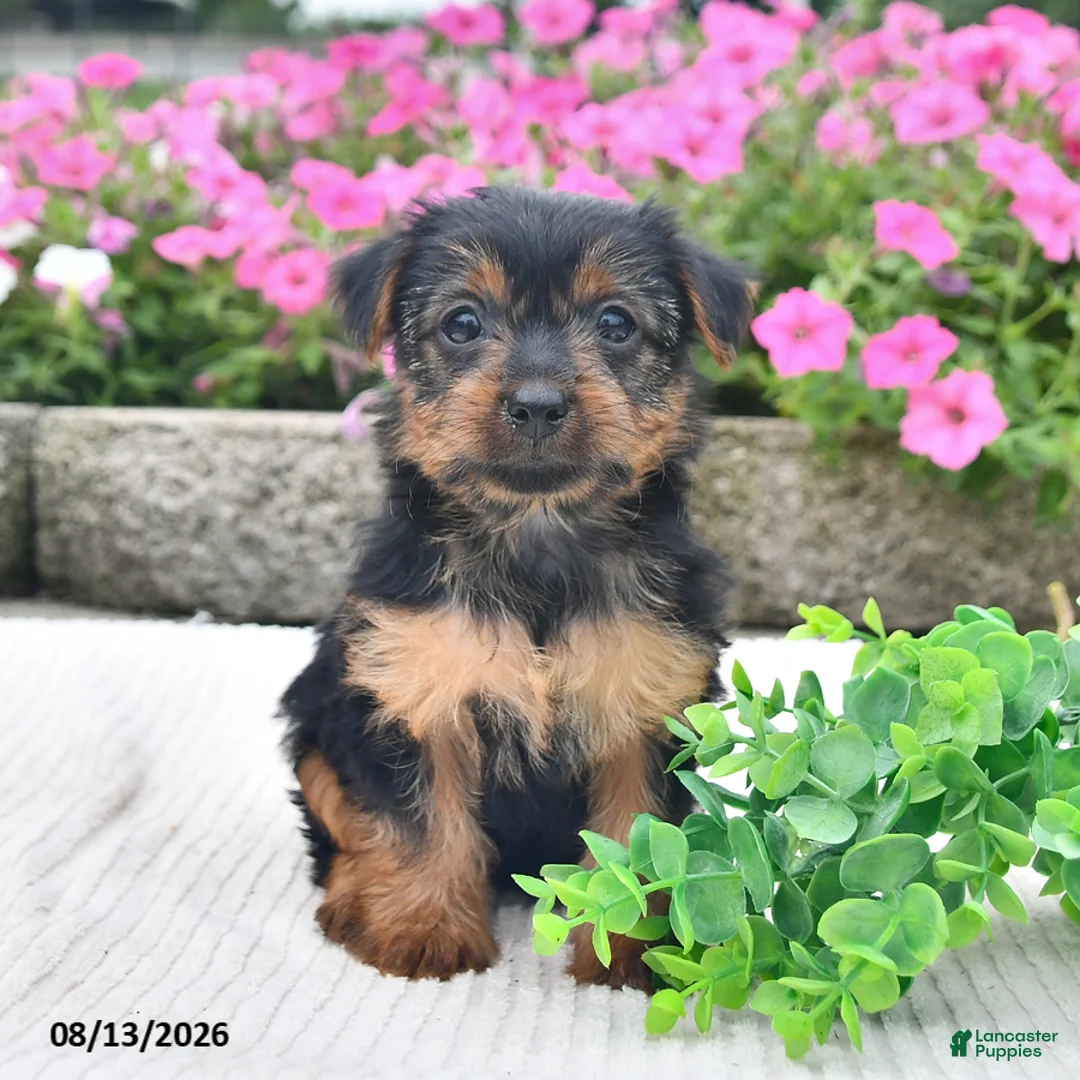 Yorkshire Terrier dogs for sale: Amy - Ad 1
