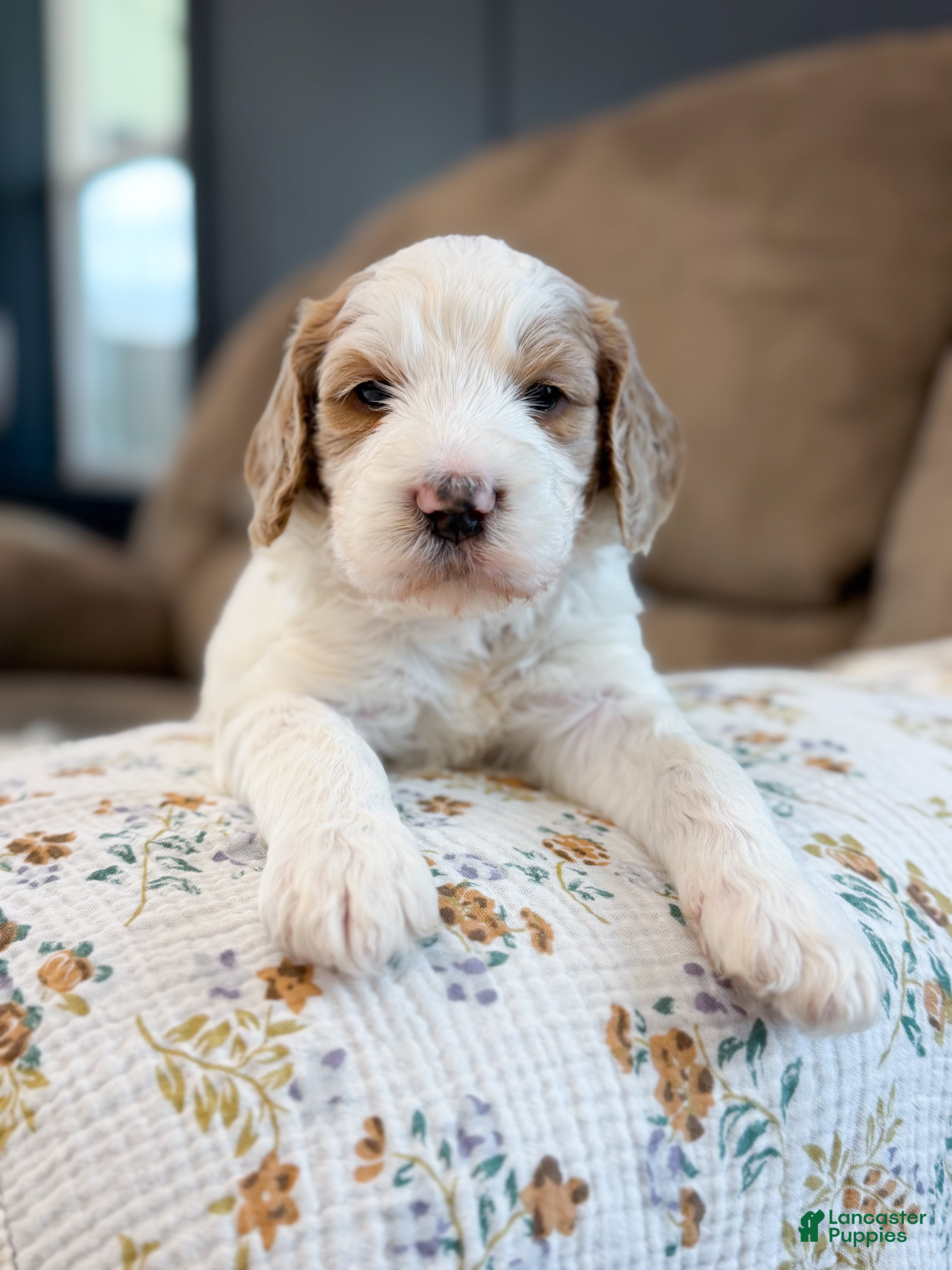 Goldendoodle dogs Knox - Ad 1