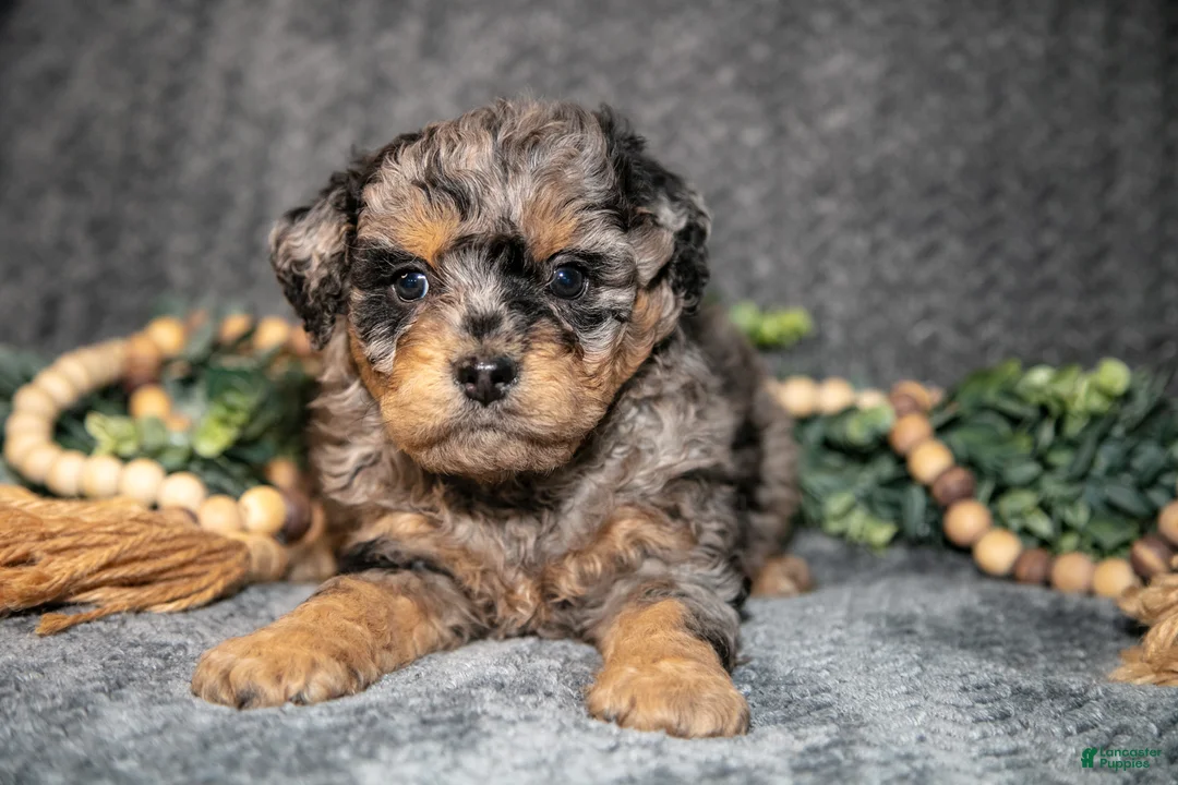 Mini Bernedoodle dogs for sale: Dolly - Ad 1