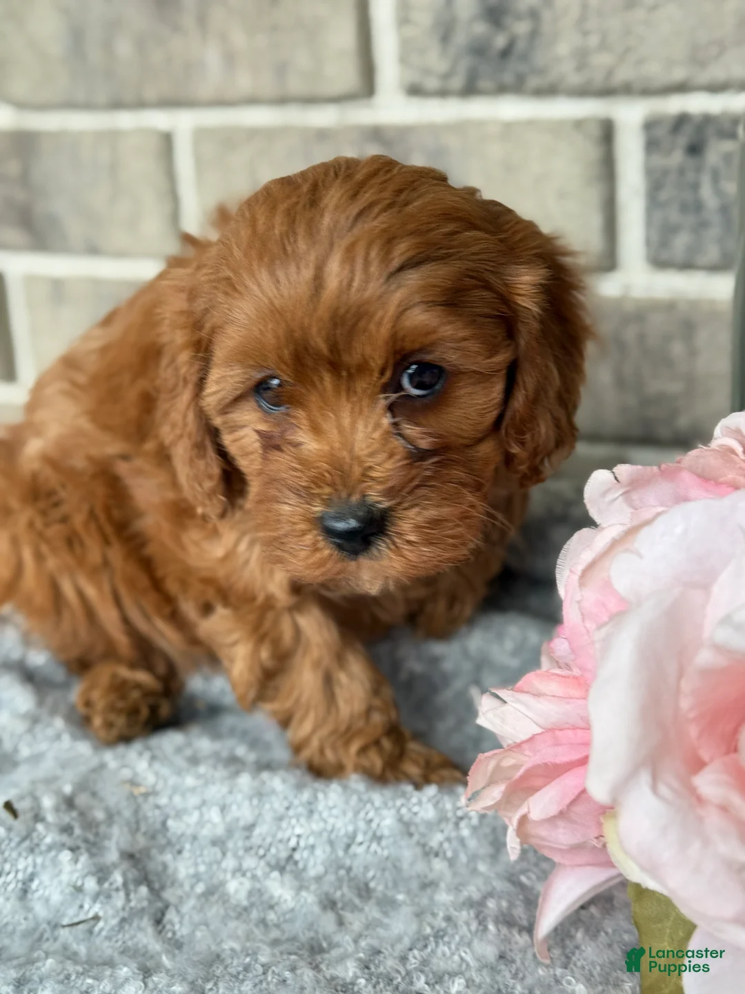 Cavapoo dogs for sale: Kiki - Ad 5