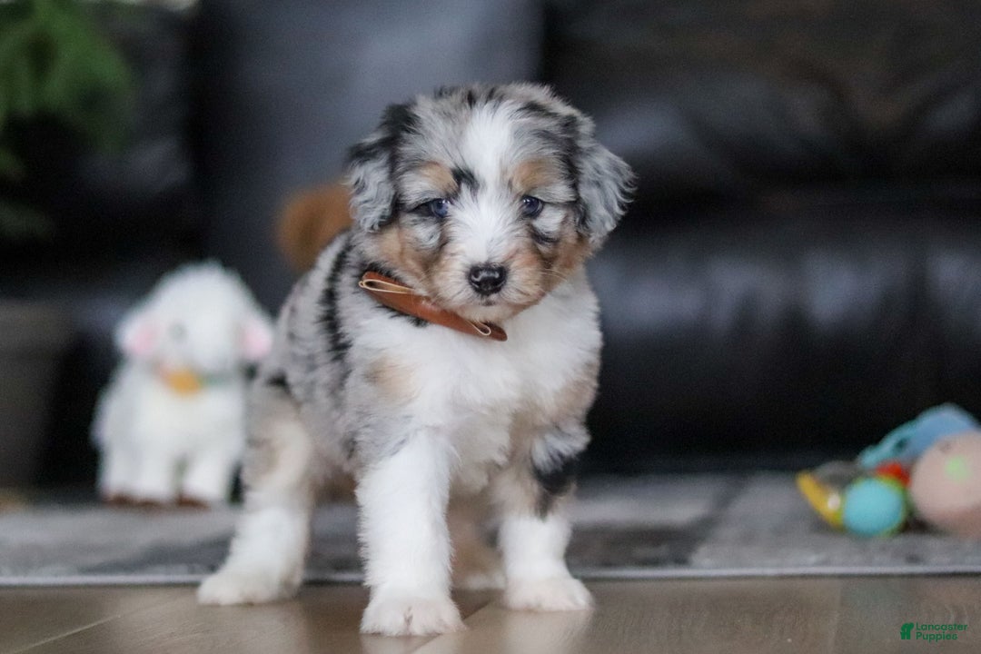 Aussiedoodle dogs for sale: Theo - Ad 5
