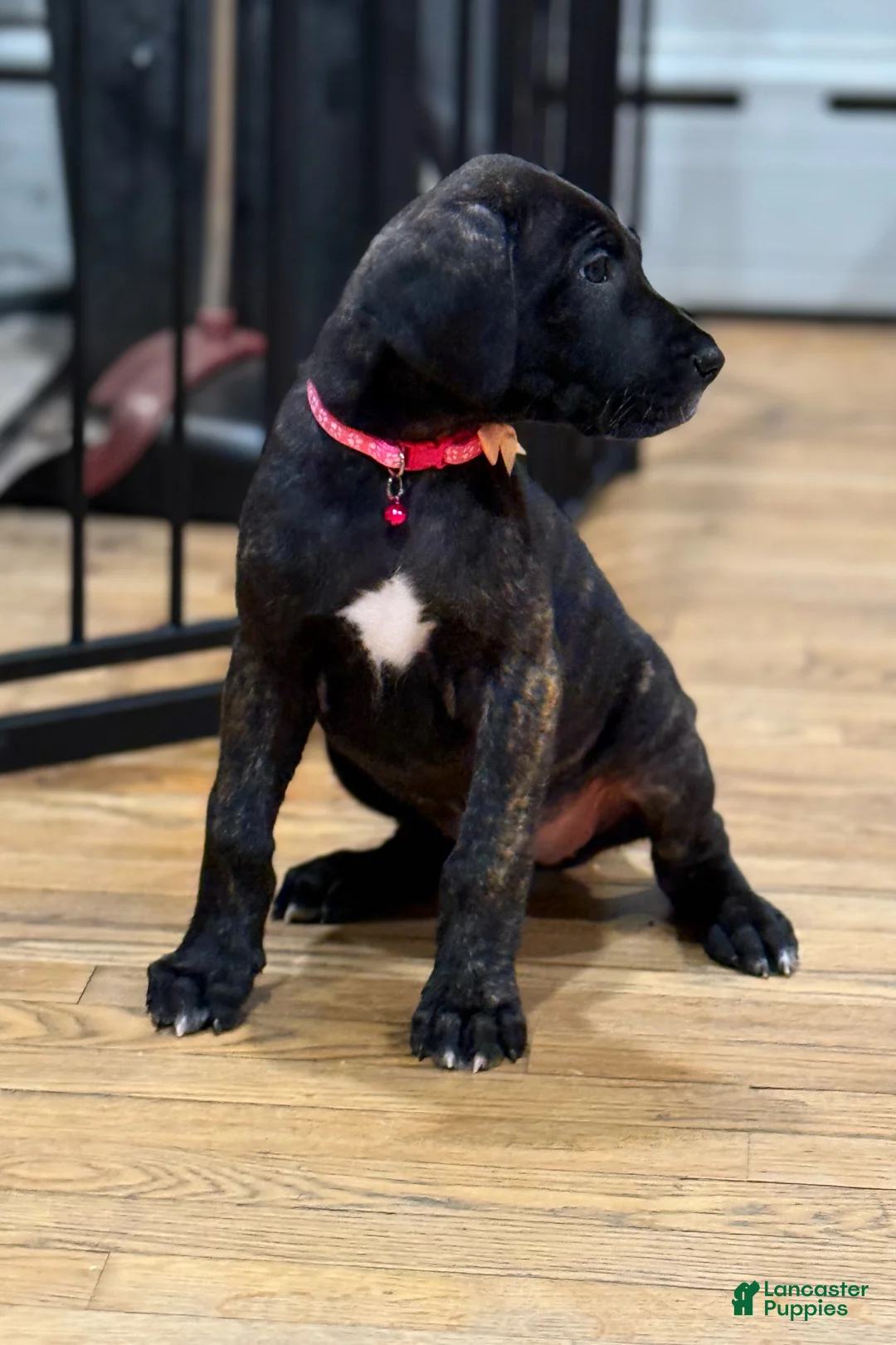 Great Dane dogs for sale: Luna  - Ad 8