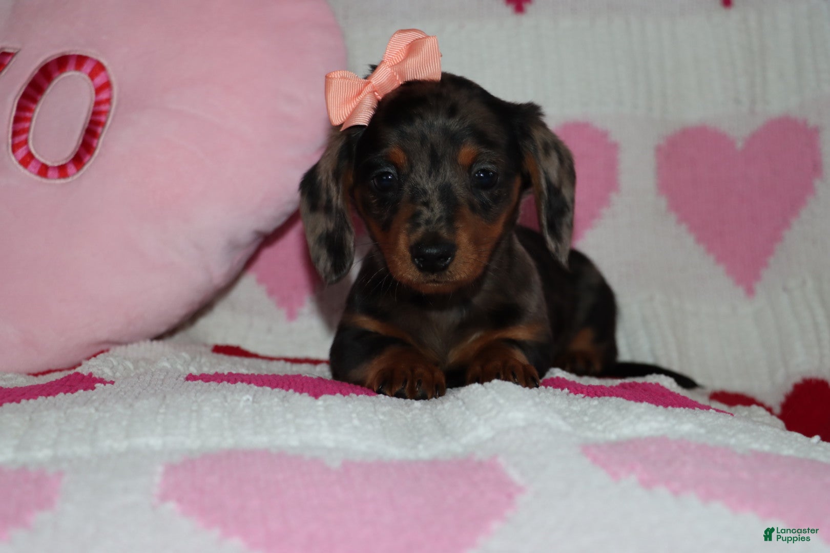 Miniature Dachshund dogs for sale: Mandie - Ad 1