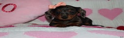 Miniature Dachshund dogs for sale: Mandie - Ad 1