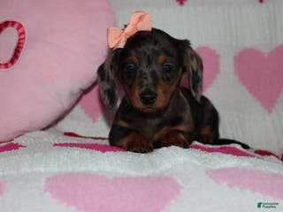 Miniature Dachshund dogs Mandie - Ad 29