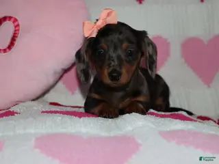 Miniature Dachshund dogs Mandie - Ad 42