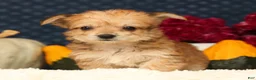 Yochon dogs for sale: Timmy - Ad 2