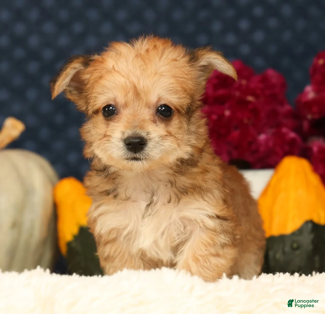 Yochon dogs for sale: Timmy - Ad 2