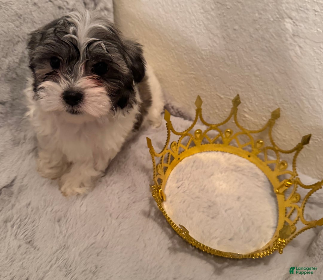 Mixed Breed dogs for sale: Lhatese Breed “Diva” - Ad 5