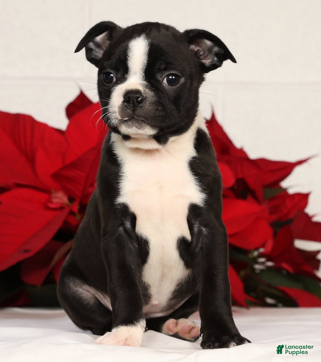 Boston Terrier dogs for sale: Amy - Ad 2