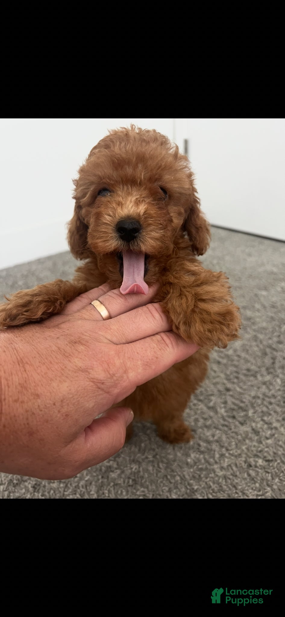 Toy Poodle dogs for sale: Toy Poodle Puppy 2 - Ad 2