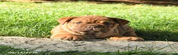 English Bulldog dogs for sale: Daffodil - Ad 3