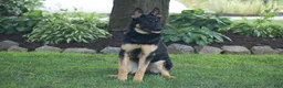 German Shepherd dogs for sale: Maverick - Ad 5