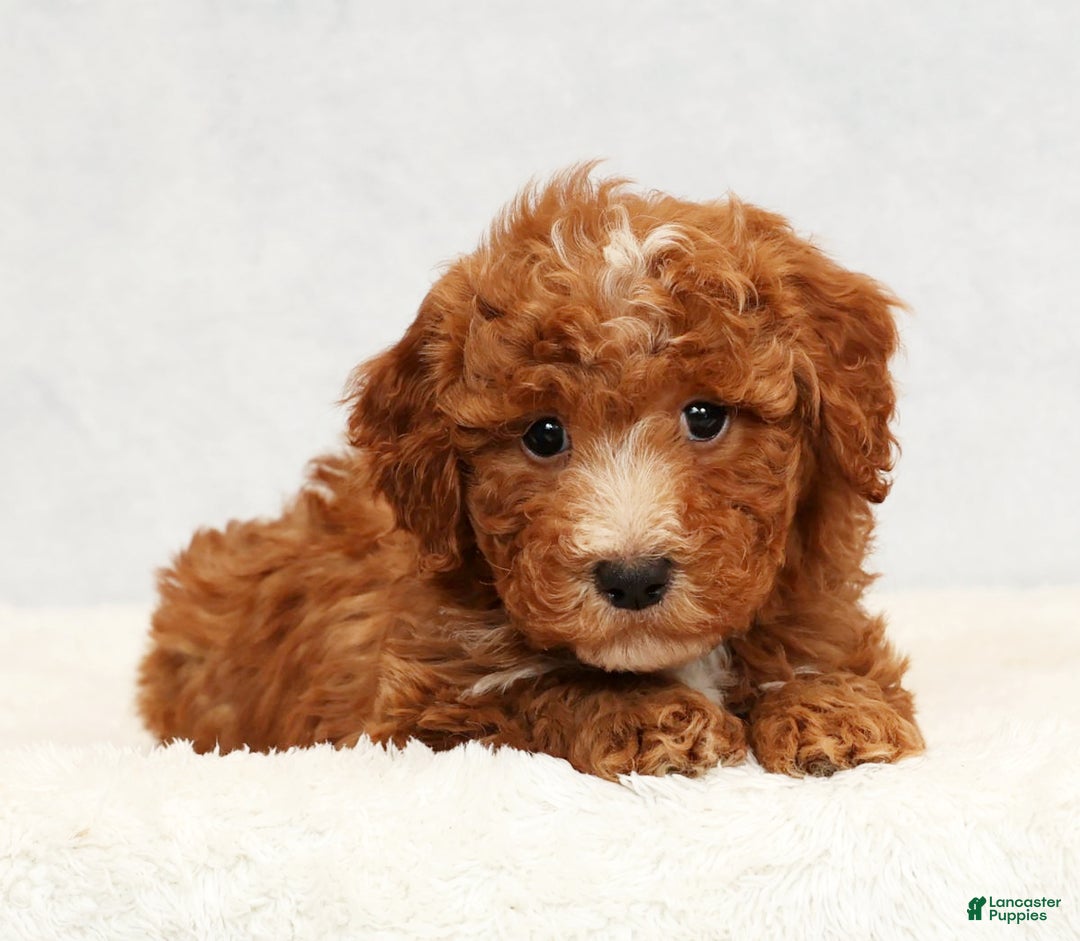 Bichpoo dogs for sale: Eric - Ad 8