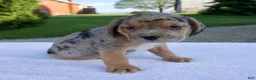 Beabull dogs for sale: King - Ad 2