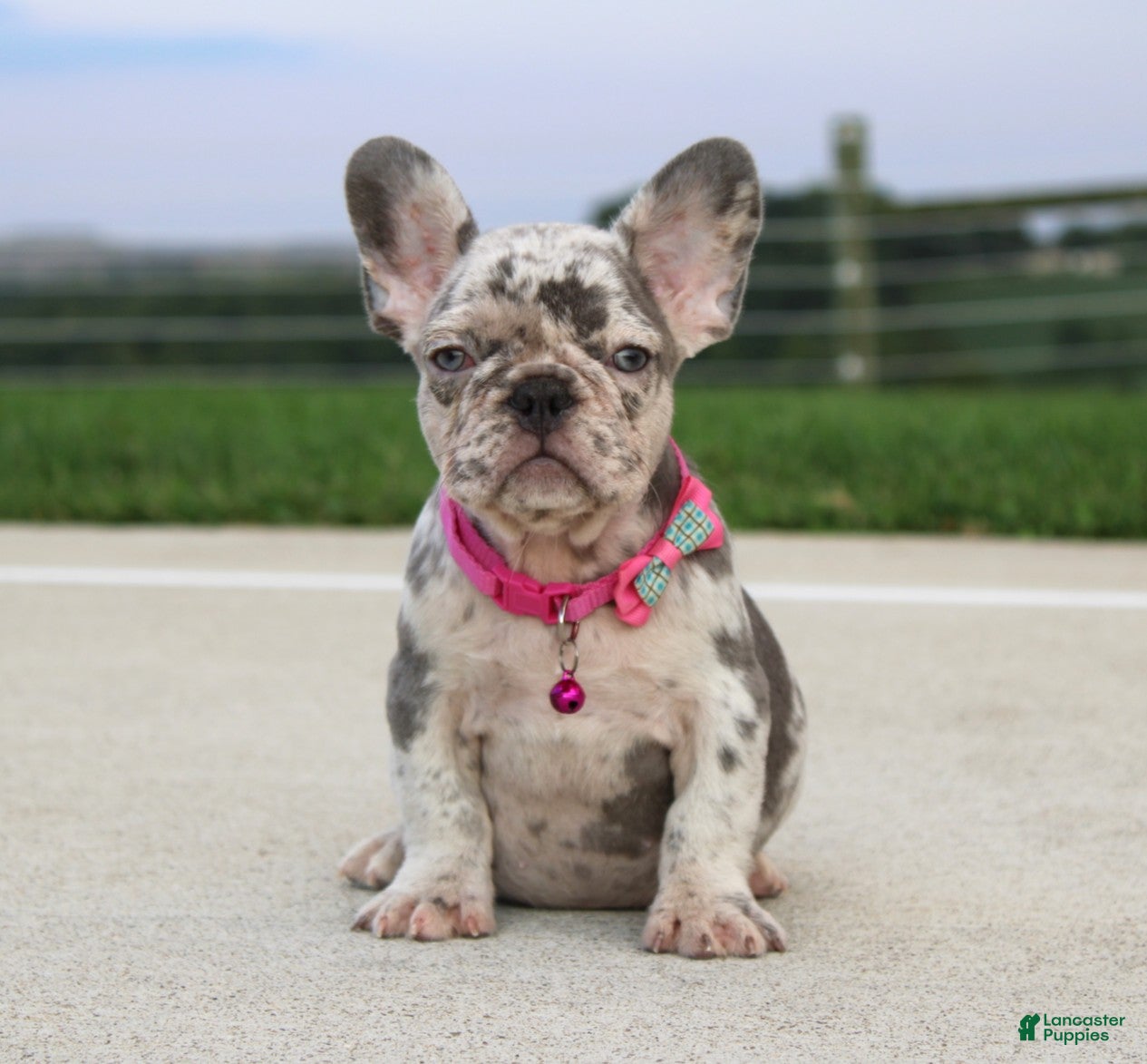 French Bulldog dogs Lola - Ad 1