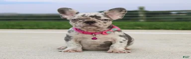 Lola