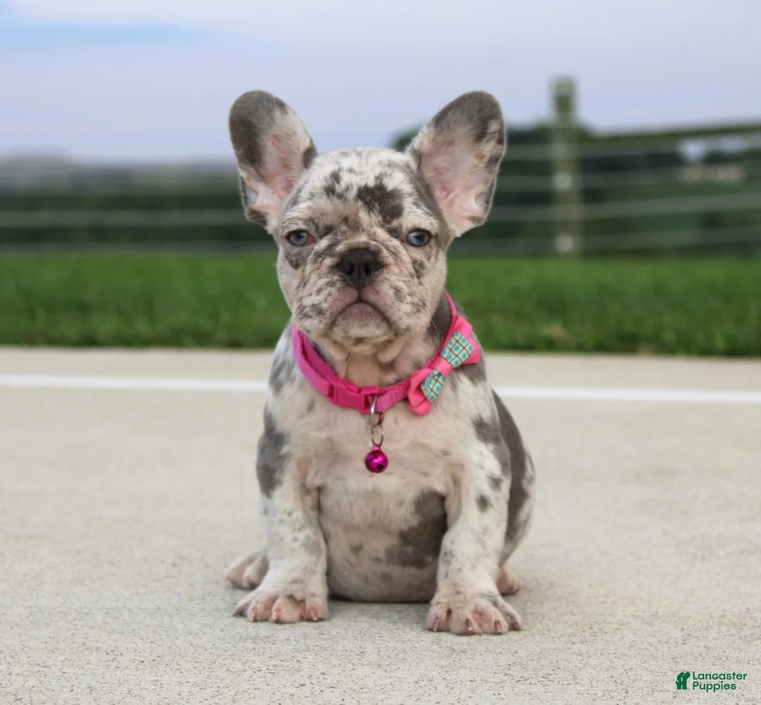 French Bulldog dogs for sale: Lola - Ad 1