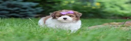 Havapoo dogs for sale: Addie - Ad 5