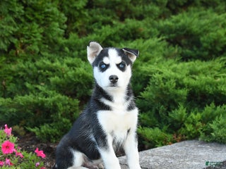 Siberian Husky dogs - Ad 8