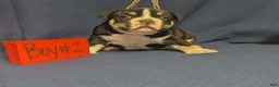 American Bully dogs for sale: American Bully 2 - Ad 4