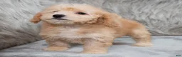 Mini Goldendoodle dogs for sale: Archie ID: 3858 - Ad 5