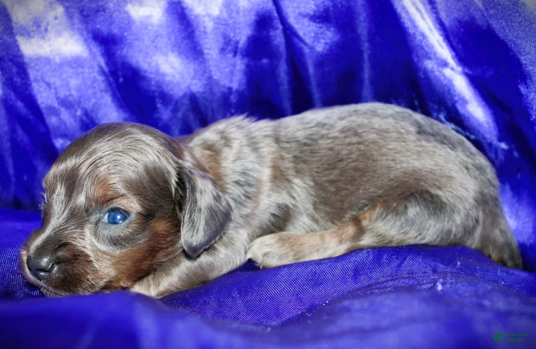 Dachshund dogs for sale: Circe - Ad 11