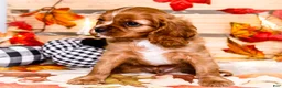 Cavalier King Charles Spaniel dogs for sale: Jojo - Ad 8