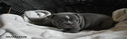 Frenchton dogs for sale: Tank - Ad 2