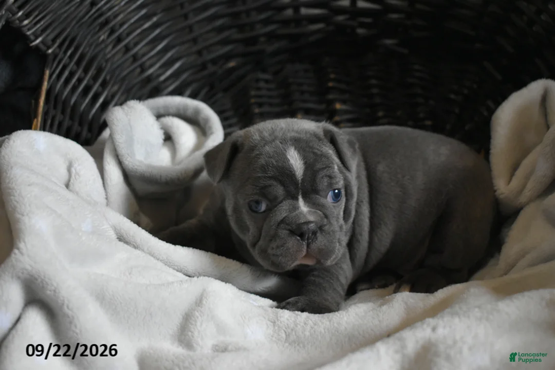 Frenchton dogs for sale: Tank - Ad 2