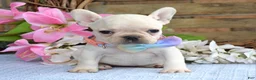 French Bulldog dogs for sale: Felicity - Ad 3