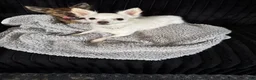 Chihuahua dogs for sale: Chihuahua 2 ready to go tomorrow  - Ad 9