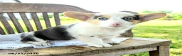 Welsh Corgi Pembroke dogs for sale: Renee - Ad 1