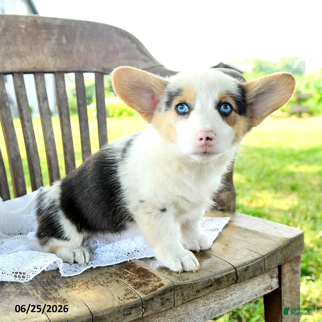 Welsh Corgi Pembroke dogs for sale: Renee - Ad 1