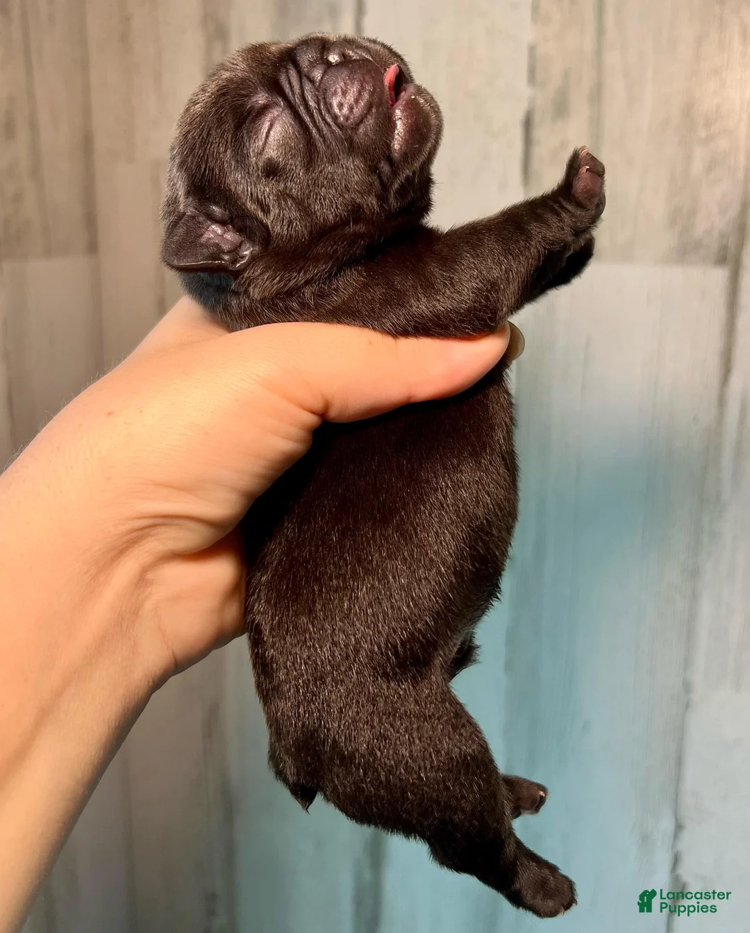French Bulldog dogs for sale: Midnight Groove’s Ascension-Black - Ad 2
