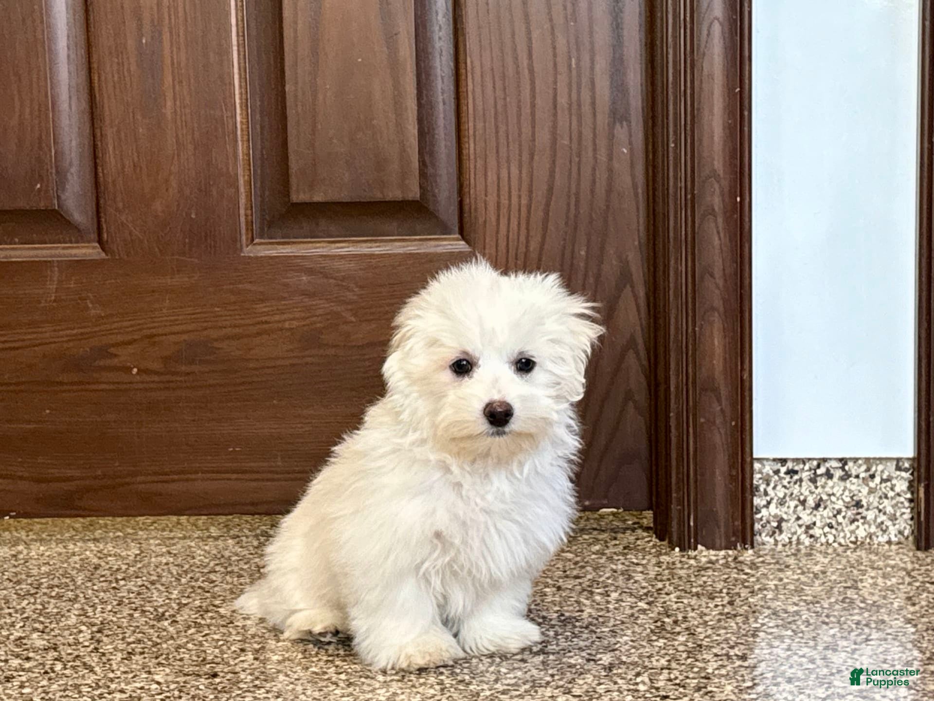 Coton De Tulear dogs Coton Male 1 - Ad 4
