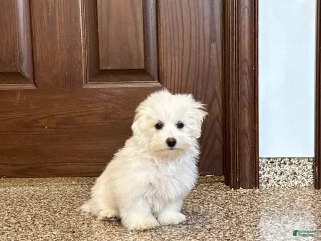 Coton De Tulear dogs for sale: Coton Male 1 - Ad 1