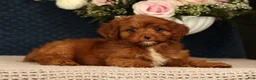 Cavapoo dogs for sale: Kendall - Ad 4