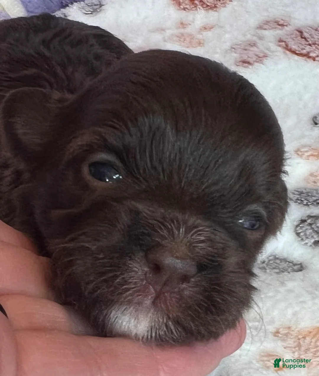 Havanese dogs for sale: Brownie - Ad 2