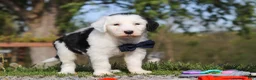 Sheepadoodle dogs for sale: Bentley - Ad 4