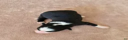 Border Collie dogs for sale: Gunner - Ad 4