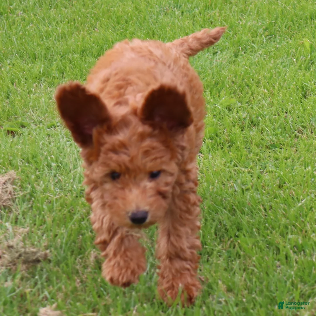 Mini Goldendoodle dogs for sale: Bella - Ad 2