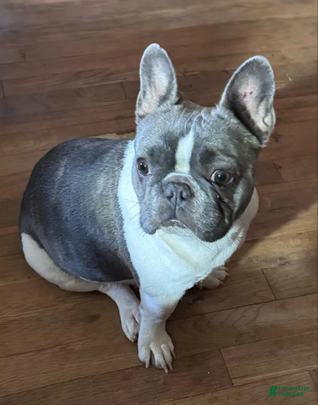 French Bulldog dogs for sale: Seldovia  - Ad 5