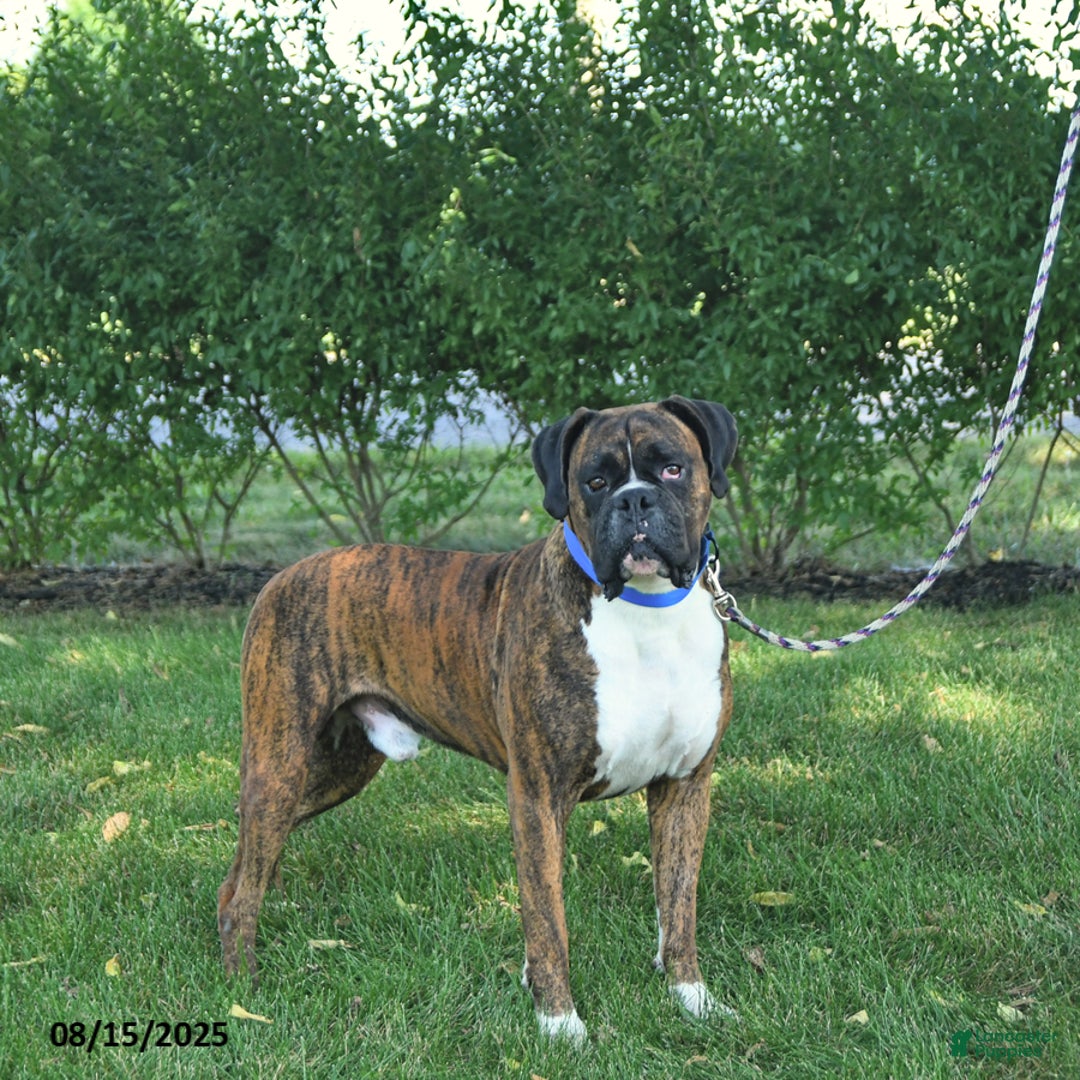 Boxer dogs for sale: Juniper - Ad 12