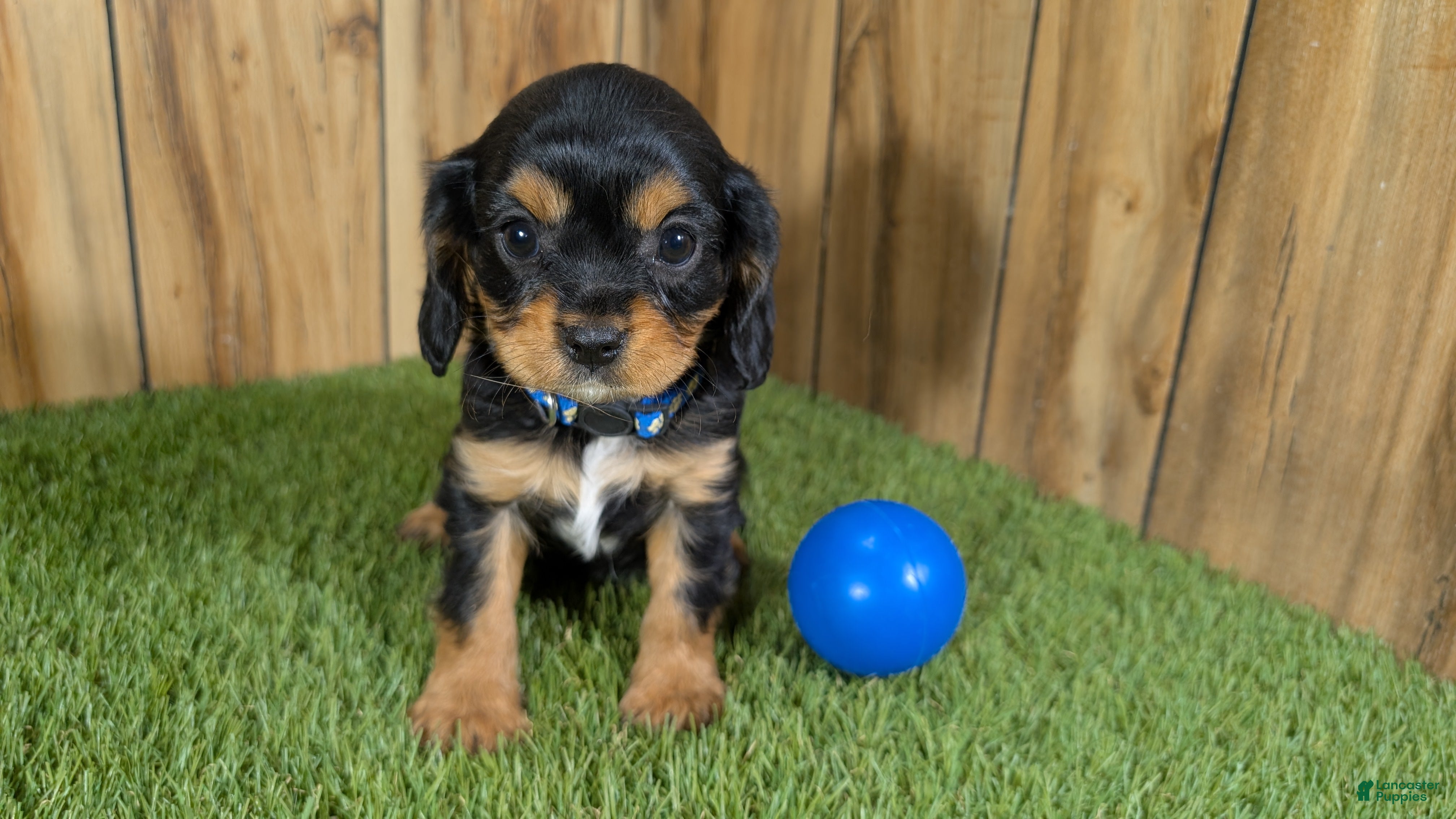 Cavapoo dogs Bessie Boy 1 - Ad 8