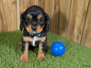 Cavapoo dogs Bessie Boy 1 - Ad 10