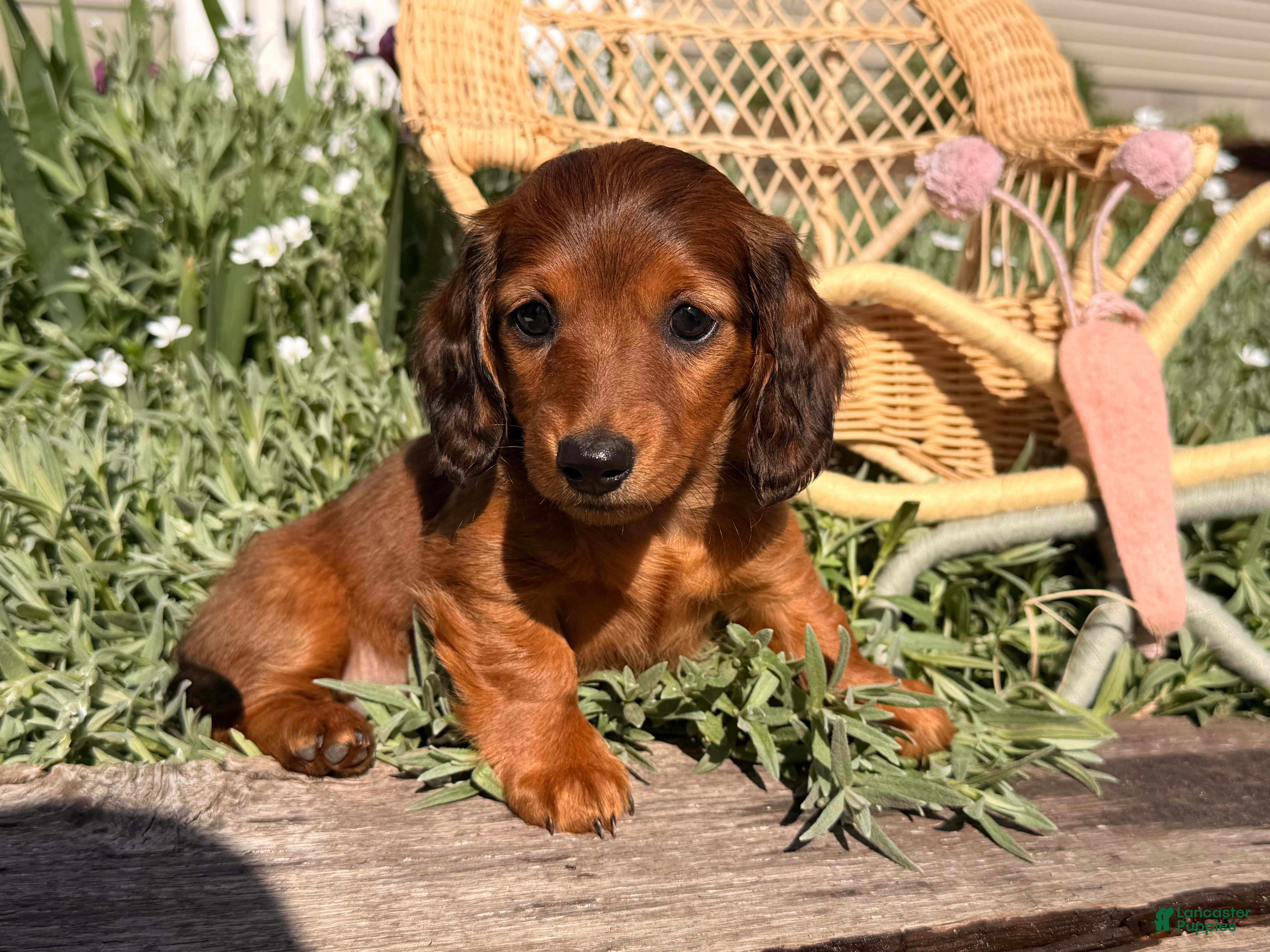 Dachshund dogs Tulip - Ad 1